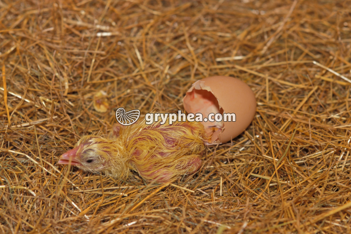 Poussin nouveau-né - gryphea.com